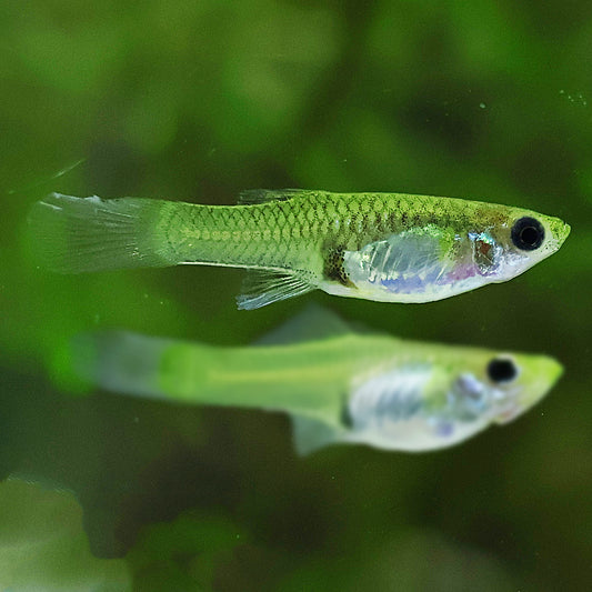 Femelle Guppy Blue Japan Double Sword