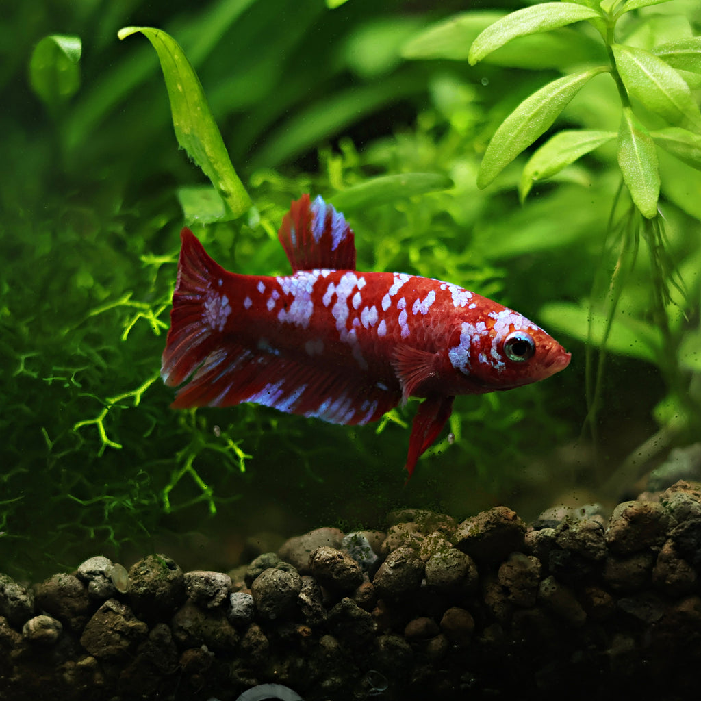 Couple Reproducteur Betta Plakat Red Galaxy