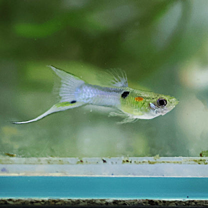 Mâle Guppy Blue Japan Double Sword