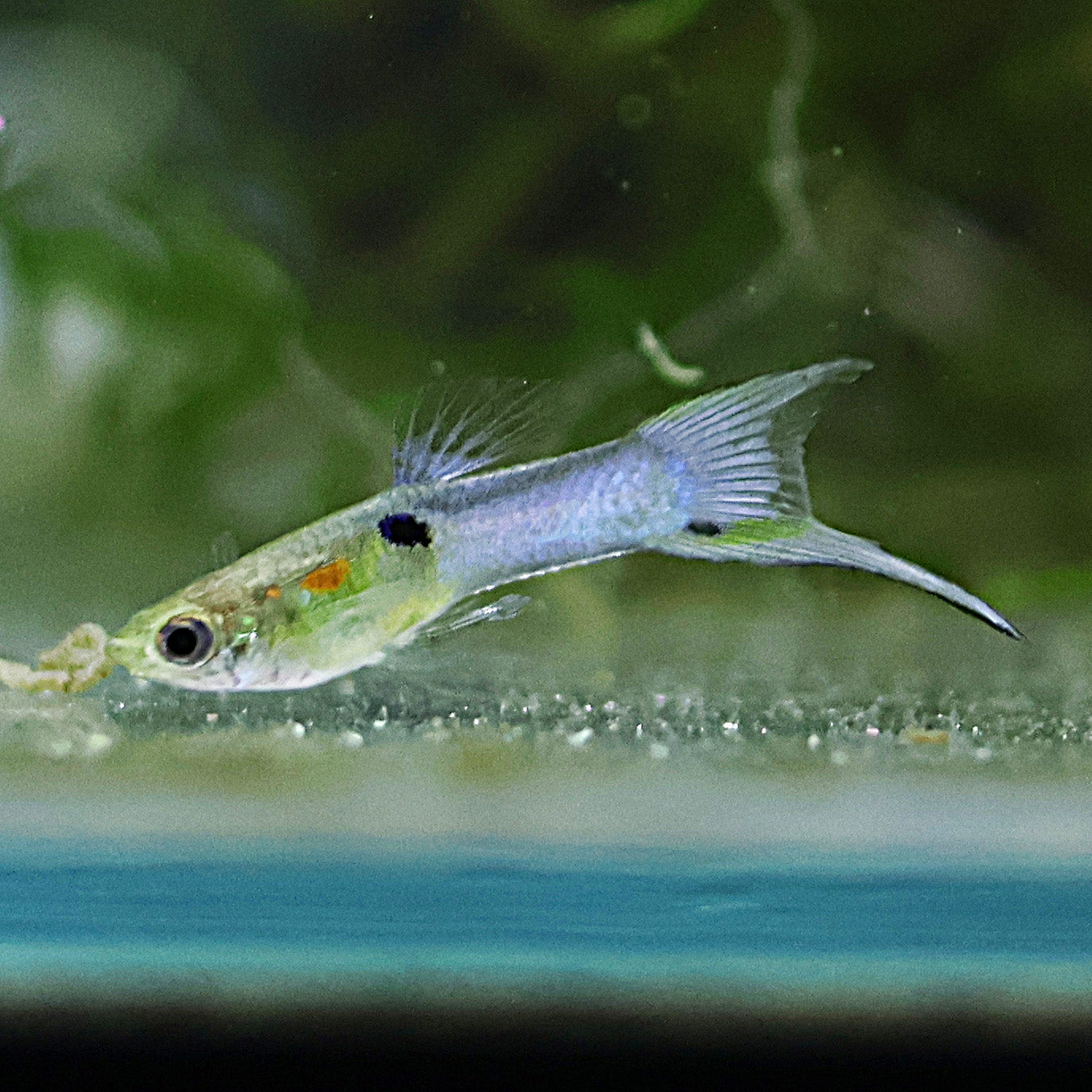 Mâle Guppy Blue Japan Double Sword