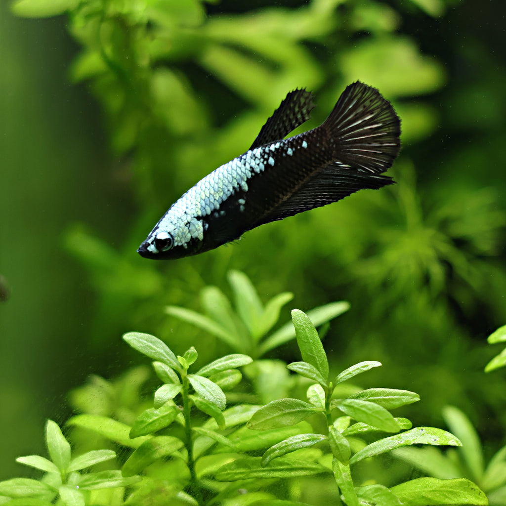 Couple Reproducteur Betta Samourai Black