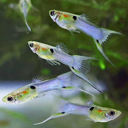 Mâle Guppy Blue Japan Double Sword