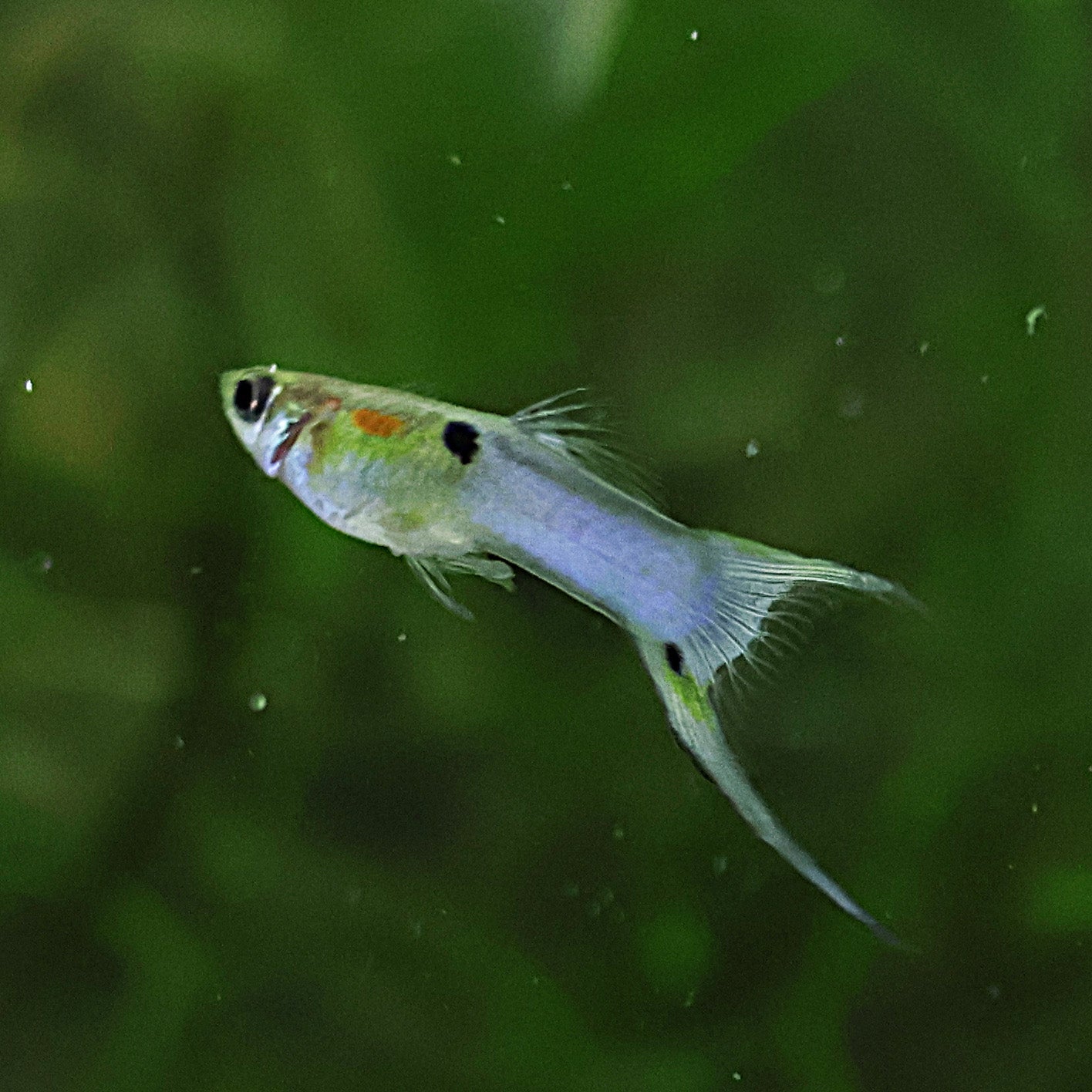 Mâle Guppy Blue Japan Double Sword