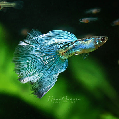 Couple Blue Grass Mâle et Femelle Poecilia Reticulata