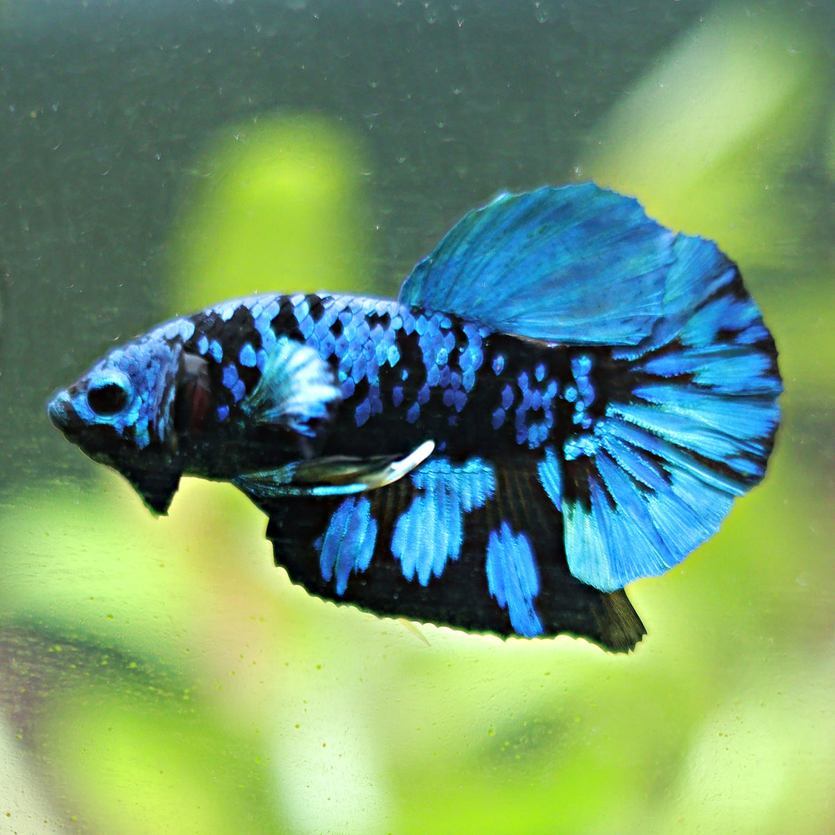 Mâle Plakat Avatar Bleu