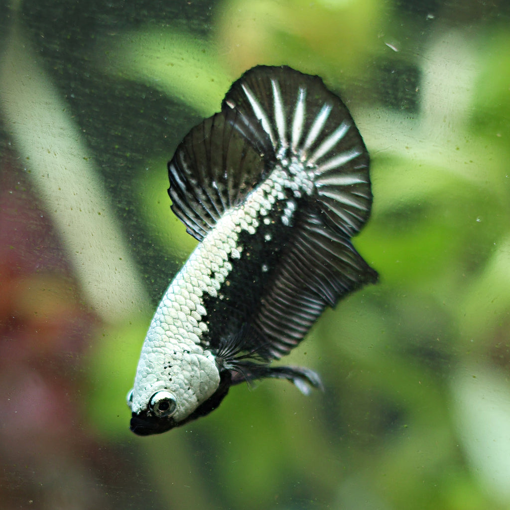 Mâle Plakat Samouraï Black