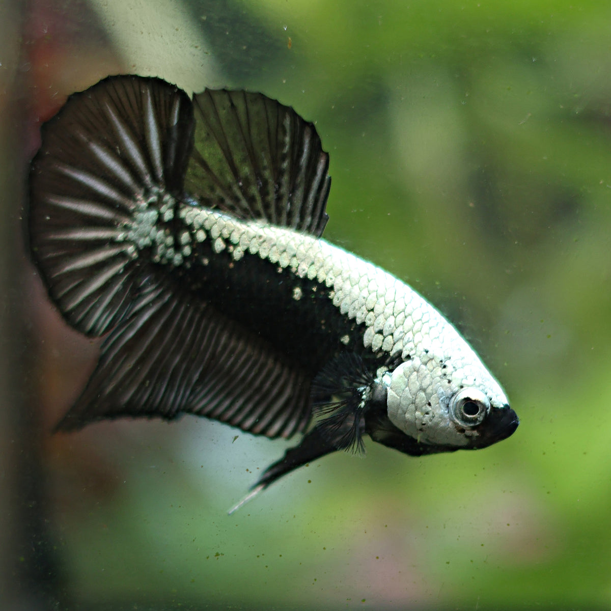 Mâle Plakat Samouraï Black