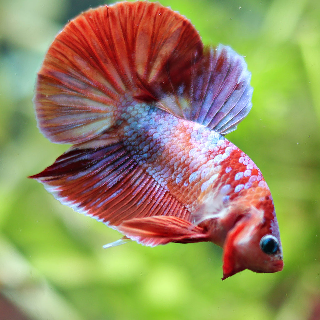 Roziz - Betta Plakat Macho Rosa Suave Multicolor