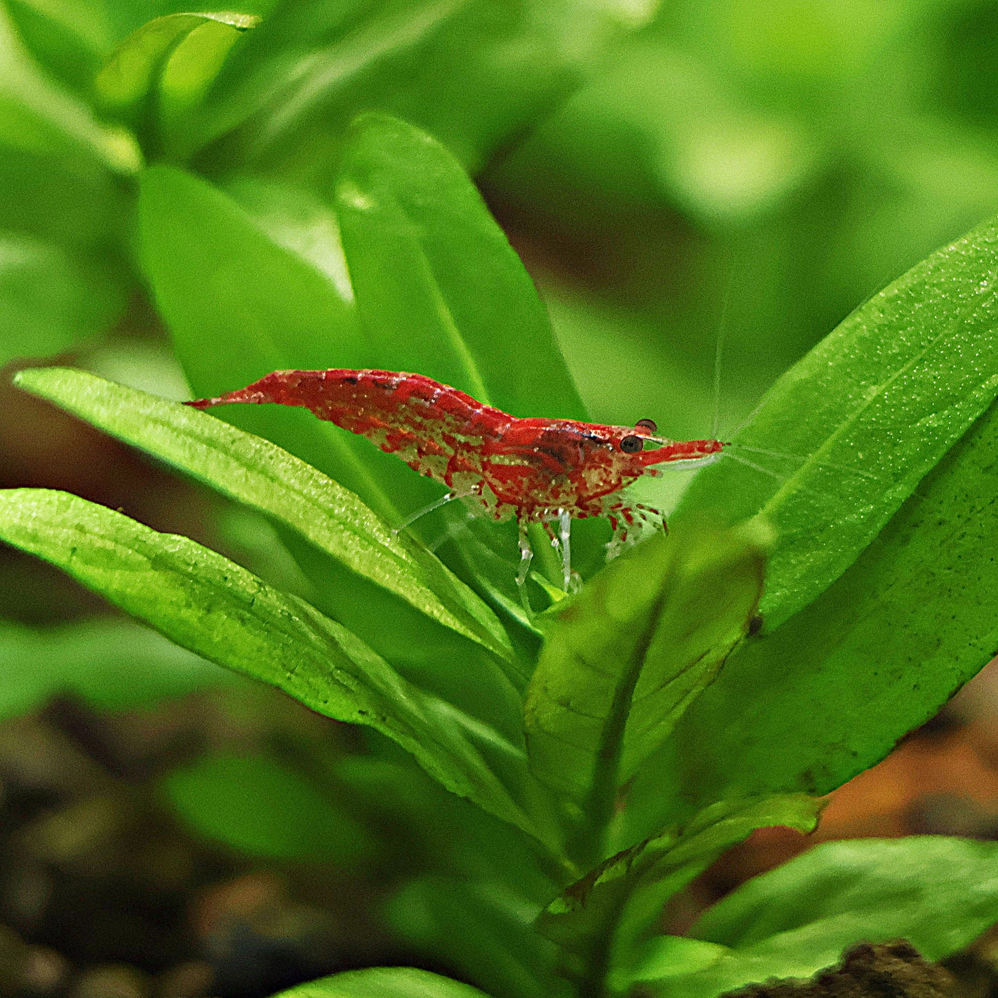 Crevettes Neocaridina Davidi Déclassé - Lots de 10