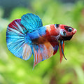 Kansas - Mâle Plakat Koi Multicolore