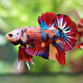Juicy - Betta Plakat Macho Nemo Metallic Multicolor