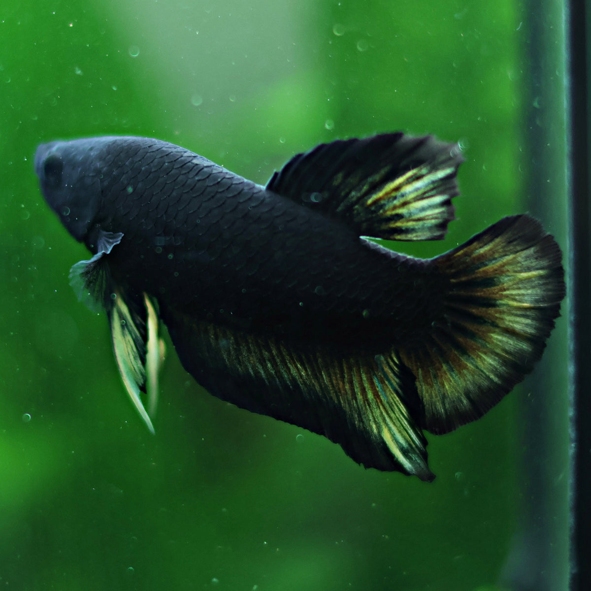 Mâle Plakat Black Variation