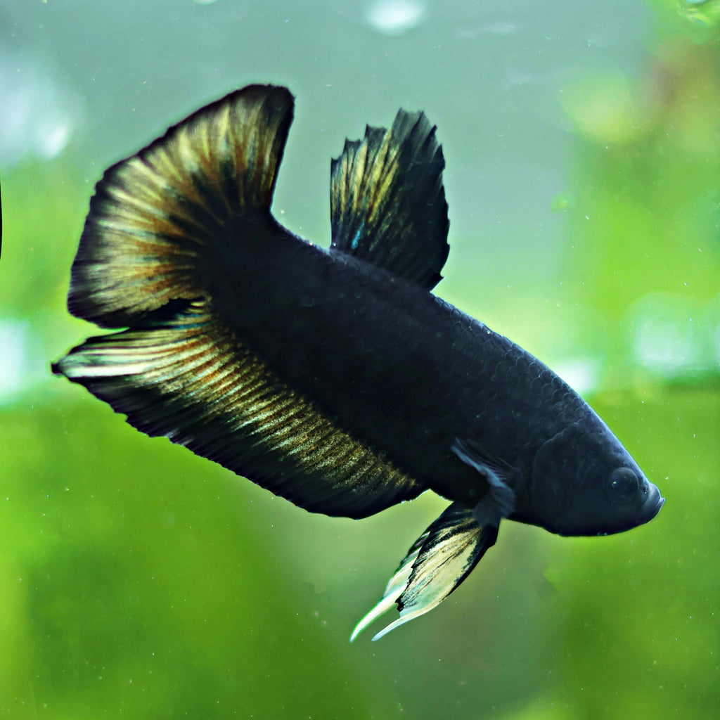 Mâle Plakat Black Variation