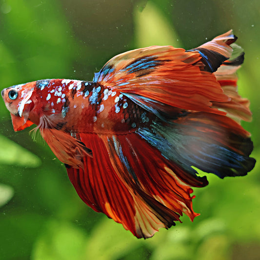 Betta Mâle Voile Long Multicolors
