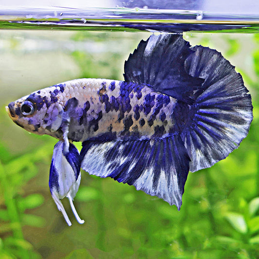 Figoluh - Betta Mâle Blue Panda Plakat "Dot Dot"