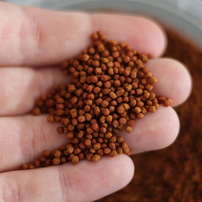 NanoPots Red - Compléments Boost Couleurs - Astaxantine, Spiruline, Protéines  - Pot 40g