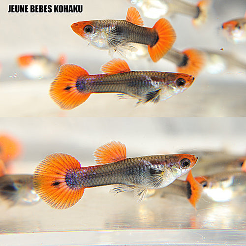 9a/ Kohaku Black SnakeSkin Poecilia Reticulata / Souche Française 🇨🇵