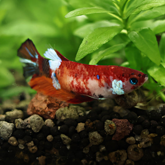 Lovely - Femelle Plakat Koi Nemo Galaxy