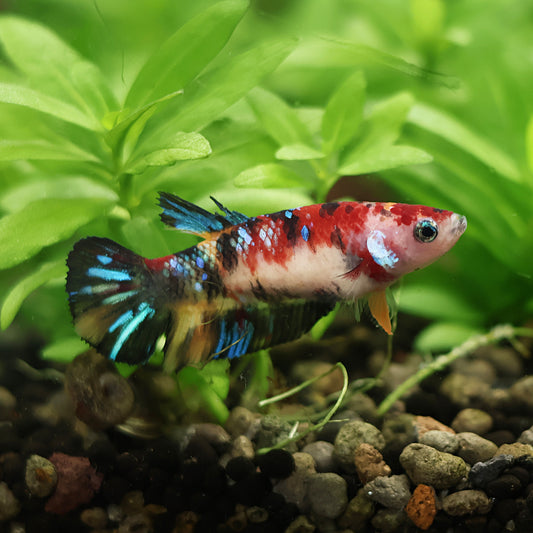 Pauline - Femelle Plakat Koi Nemo Galaxy