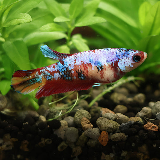 Poppy - Femelle Plakat Koi Nemo Galaxy