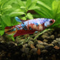 Poppy - Femelle Plakat Koi Nemo Galaxy