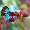 Arkane - Betta Plakat Nemo Multicolor Macho