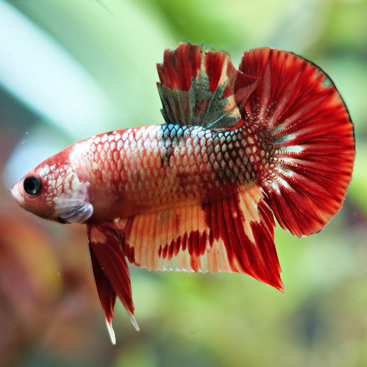 Spike - Mâle Plakat Koi Nemo Multicolore