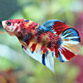 Clown - Macho Plakat Nemo Multicolor