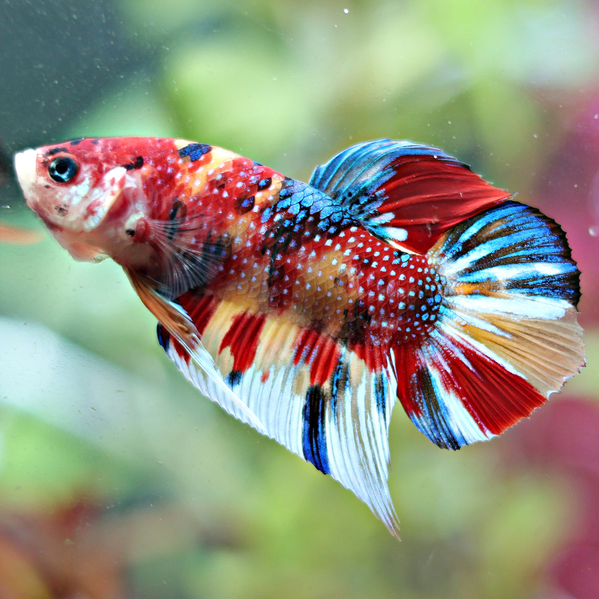 Cloune - Mâle Plakat Nemo Multicolore