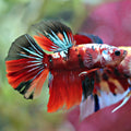 Zig - Macho Cola Larga Koi Nemo Multicolor