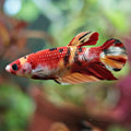 Loria - Hembra Plakat Nemo Multicolor