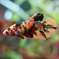 Féline - Femelle Plakat Nemo Multicolore