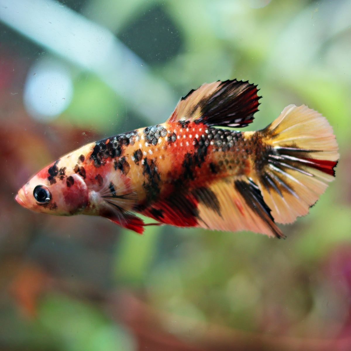 Féline - Femelle Plakat Nemo Multicolore