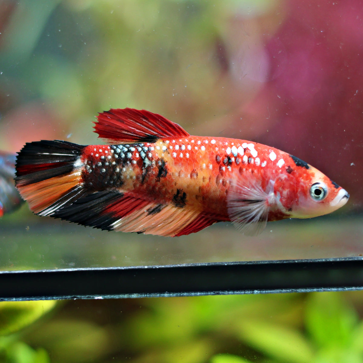 Stélia - Femelle Plakat Koi Nemo Multicolore