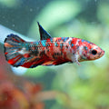 Ninie - Hembra Plakat Koi Nemo Multicolor