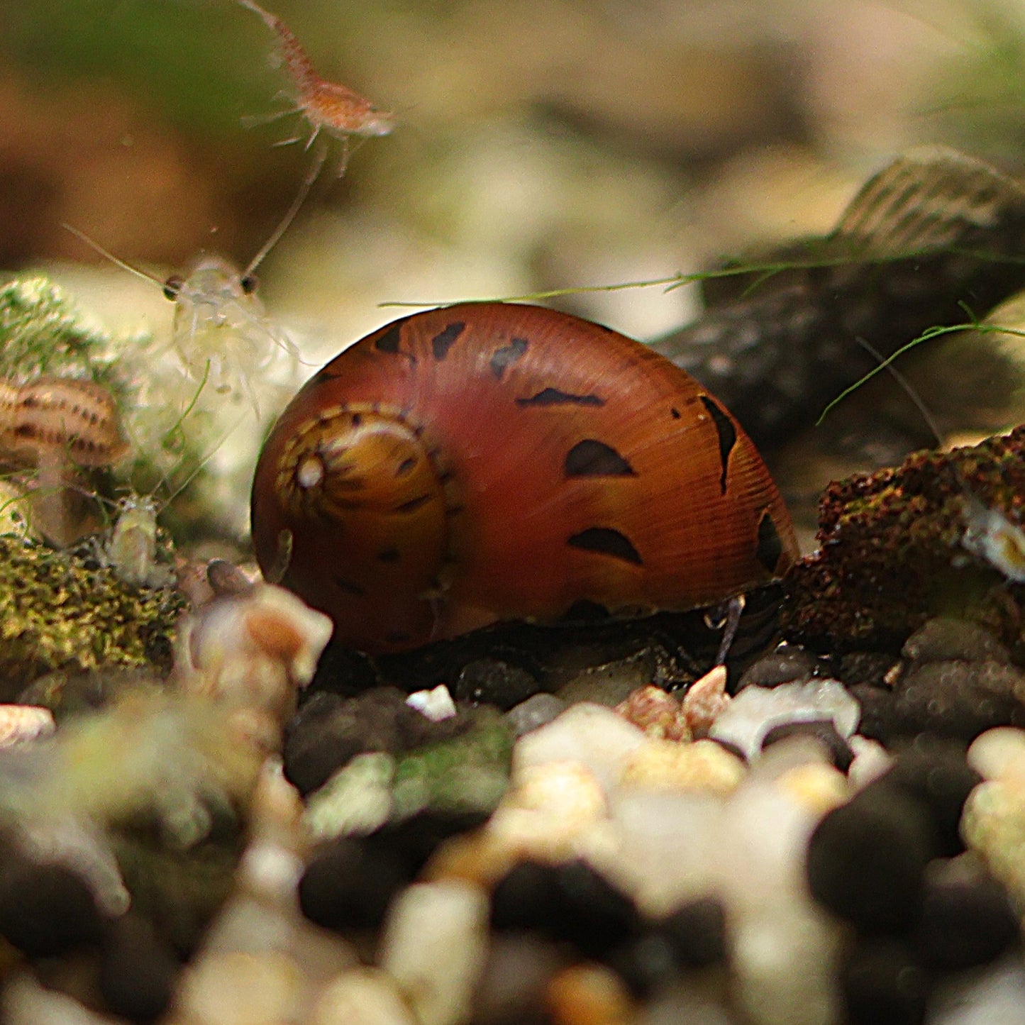 Escargot Vittina Semiconica