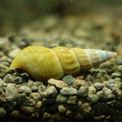 Escargot Brotia Herculea