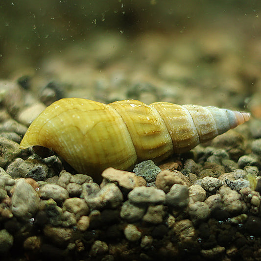 Escargot Brotia Herculea
