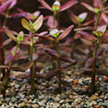 🍁Bacopa Purple 🍁Bouture unité / Difficulté Moyenne
