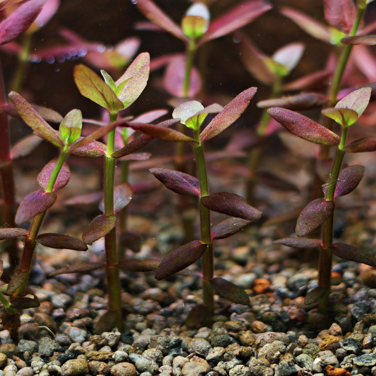 🍁Bacopa Purple 🍁Bouture unité / Difficulté Moyenne