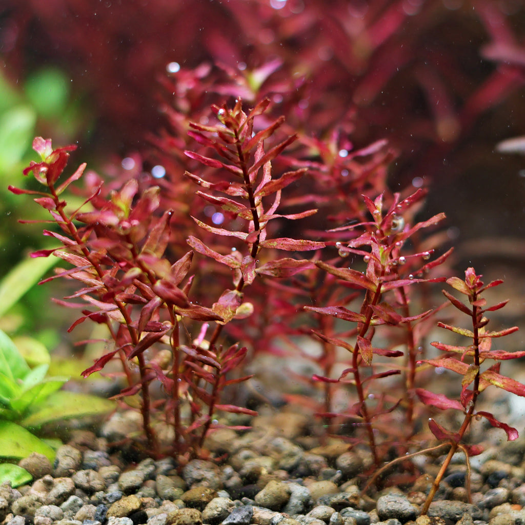 🍁Rotala Macranda Mini Butterfly 🍁lot 2 boutures / Difficulté Moyenne