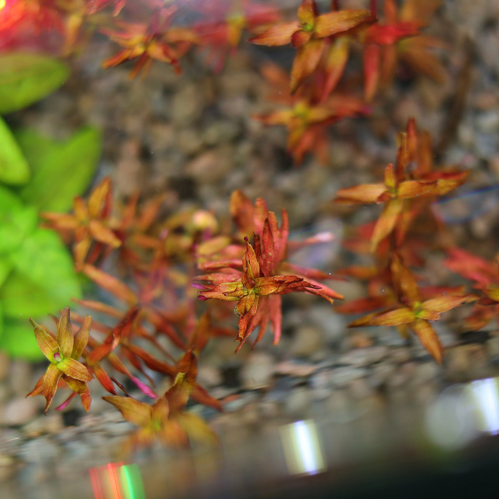 🍁Rotala Macranda Mini Butterfly 🍁lot 2 boutures / Difficulté Moyenne