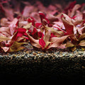 🍁Alternanthera reineckii 🍁plante complète / Difficulté Moyenne