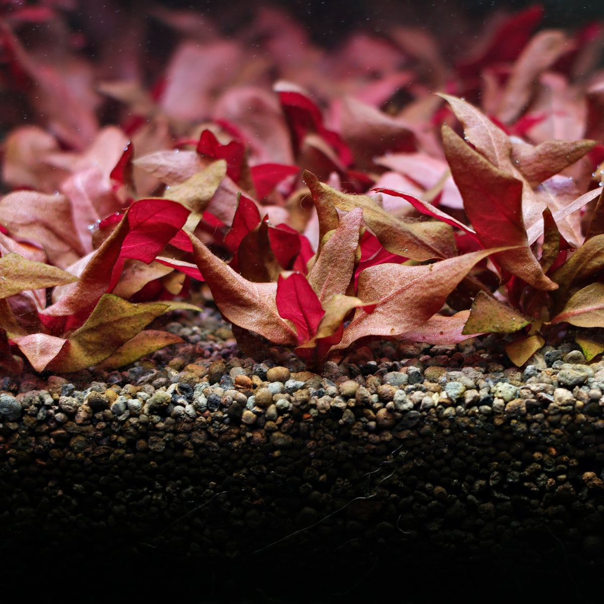 🍁Alternanthera reineckii 🍁plante complète / Difficulté Moyenne