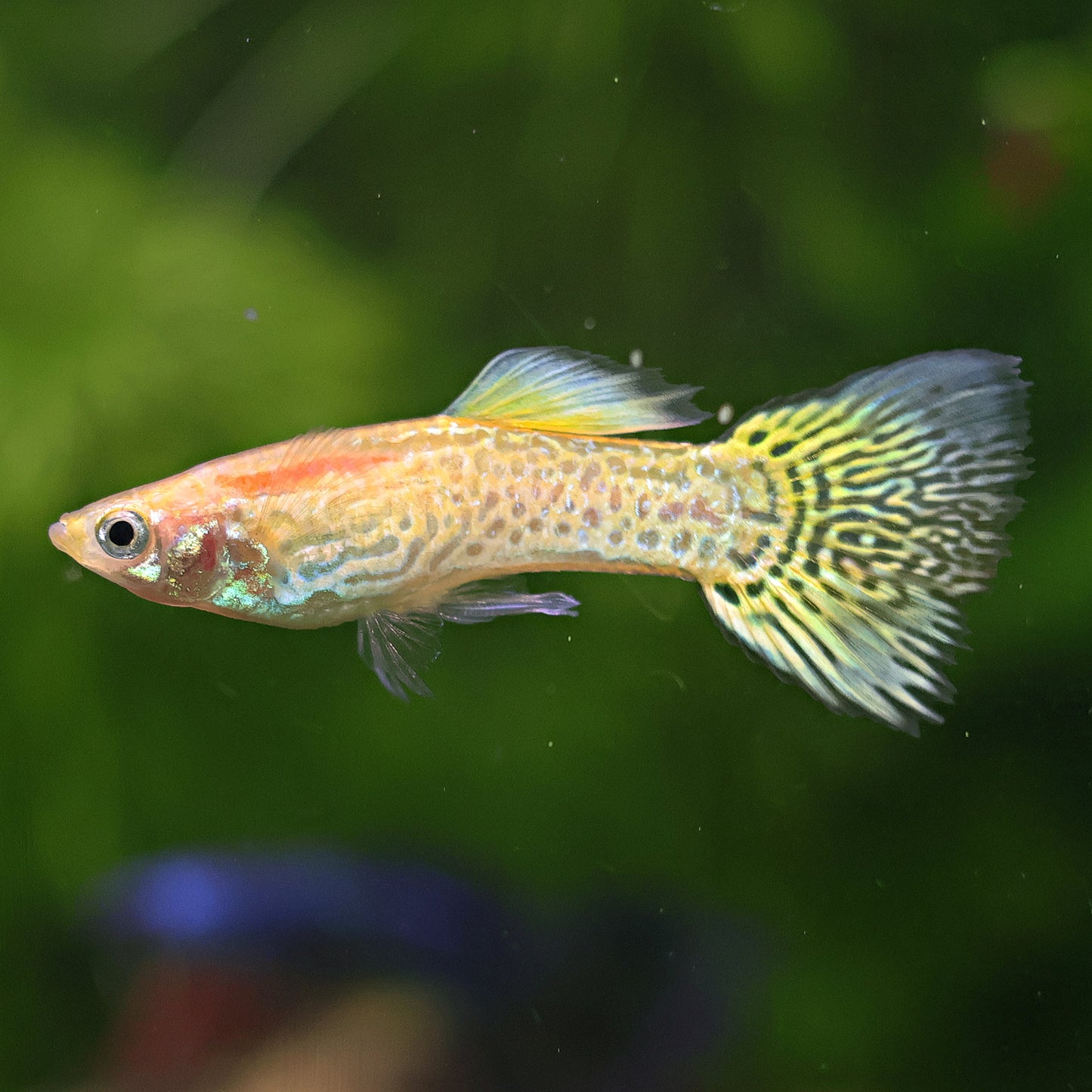 Couple Yellow Gold SnakeSkin Poecillia Reticulata