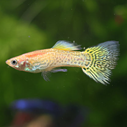 Couple Yellow Gold SnakeSkin Poecillia Reticulata