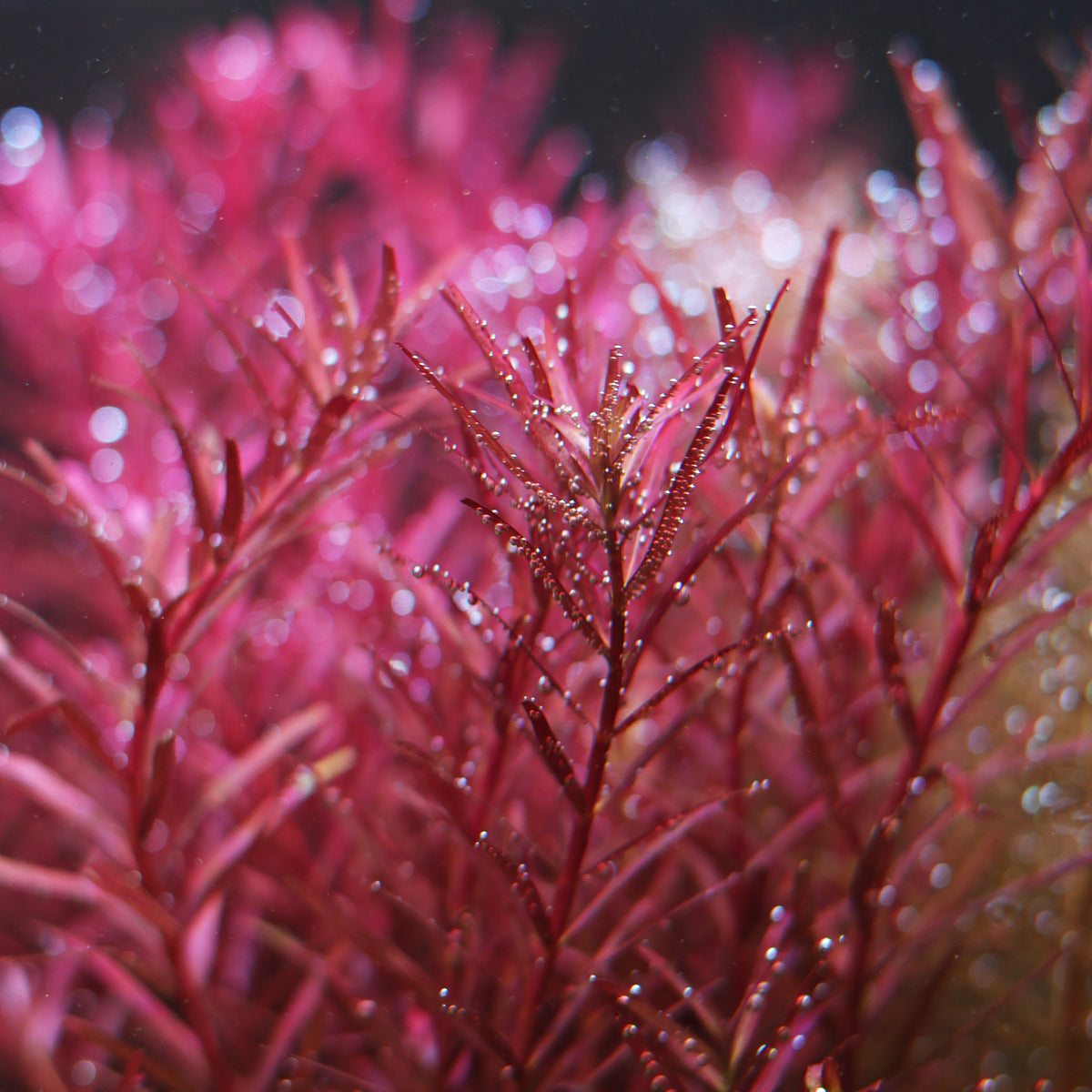 🍁Rotala Blood - 🍁3 tiges / Difficulté Moyenne