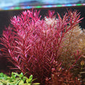 🍁Rotala Blood - 🍁3 tiges / Difficulté Moyenne