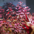 🍁 Ludwigia palustris ‘Super Red’🍁Bouture unité / Difficulté Moyenne