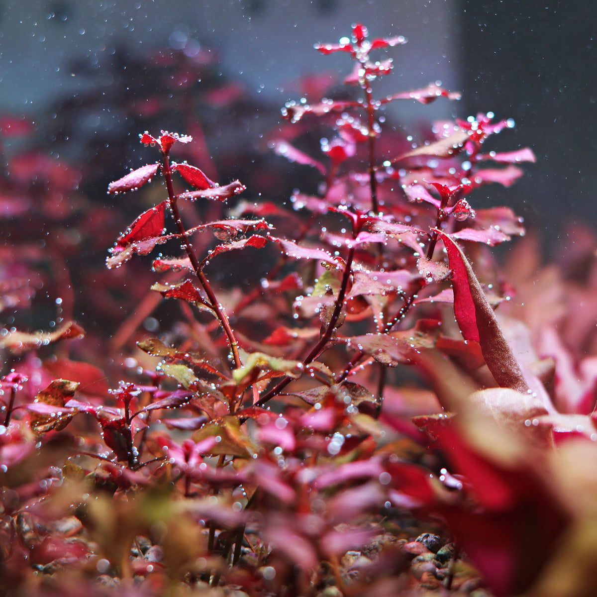 🍁 Ludwigia palustris ‘Super Red’🍁Bouture unité / Difficulté Moyenne